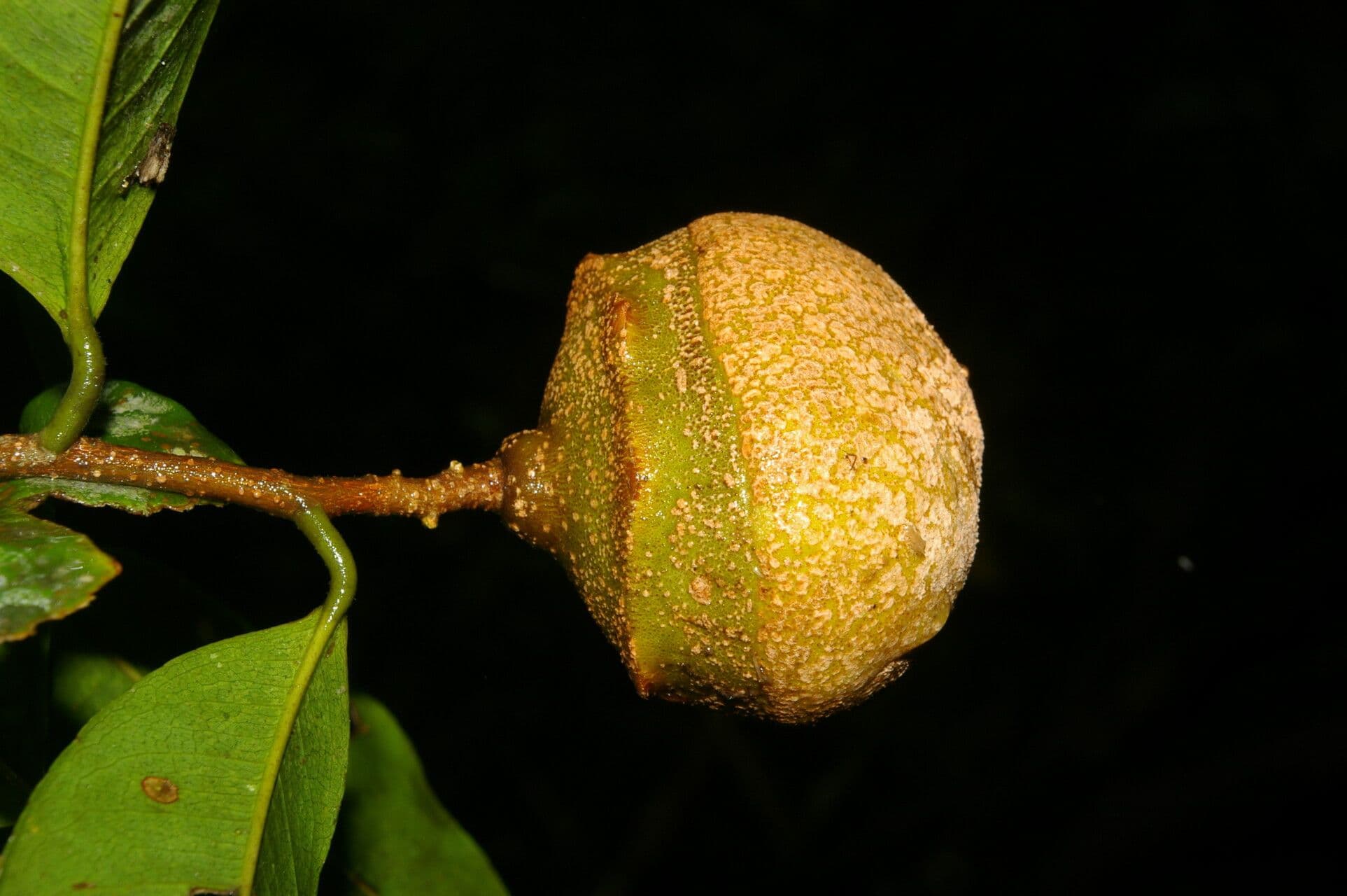 Eschweilera 4