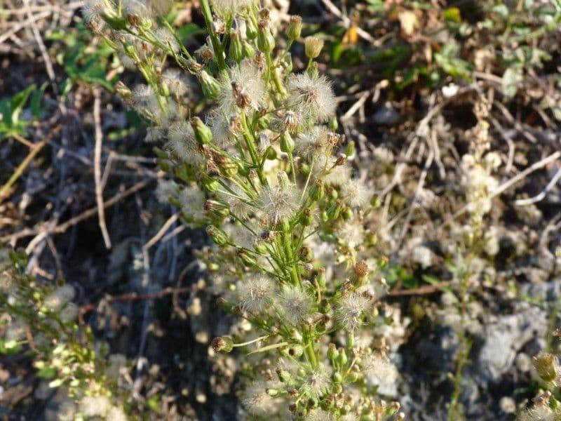 Erigeron di Blake 4