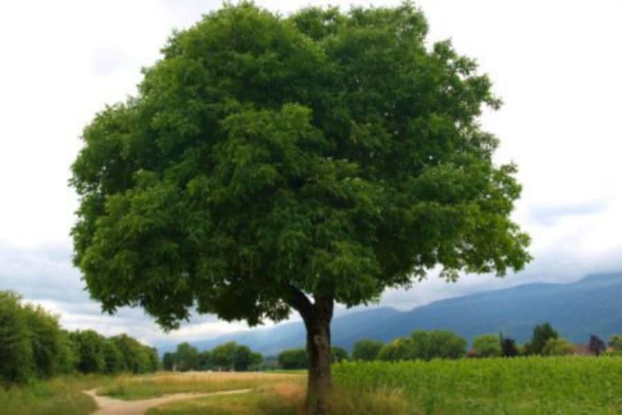 Tamarinde 19