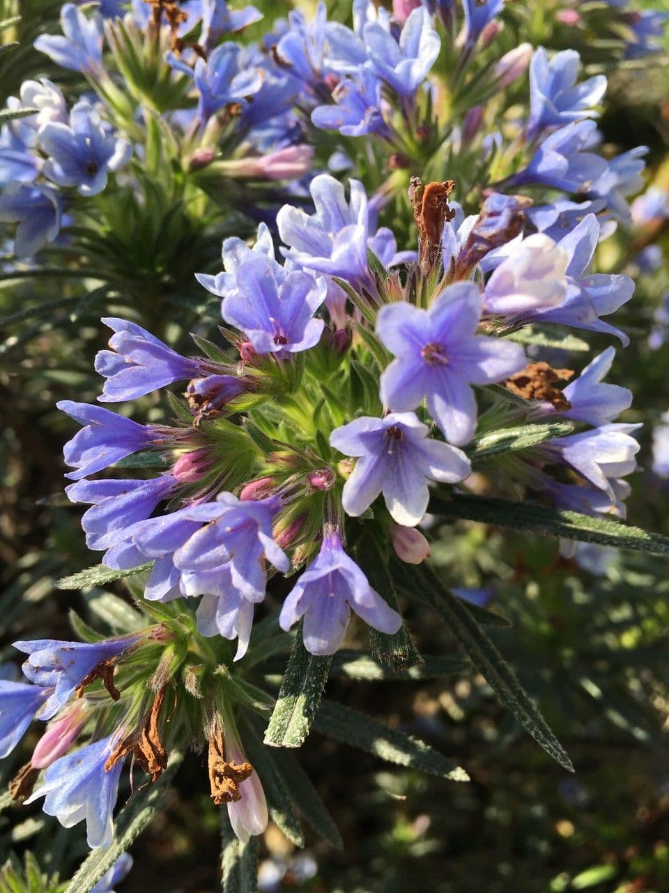 Lithodora 2
