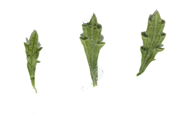 Sideritis 17