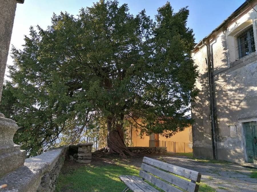 Blauer Eukalyptus 12