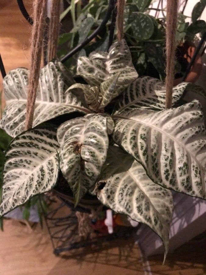 Hoffmannia 6