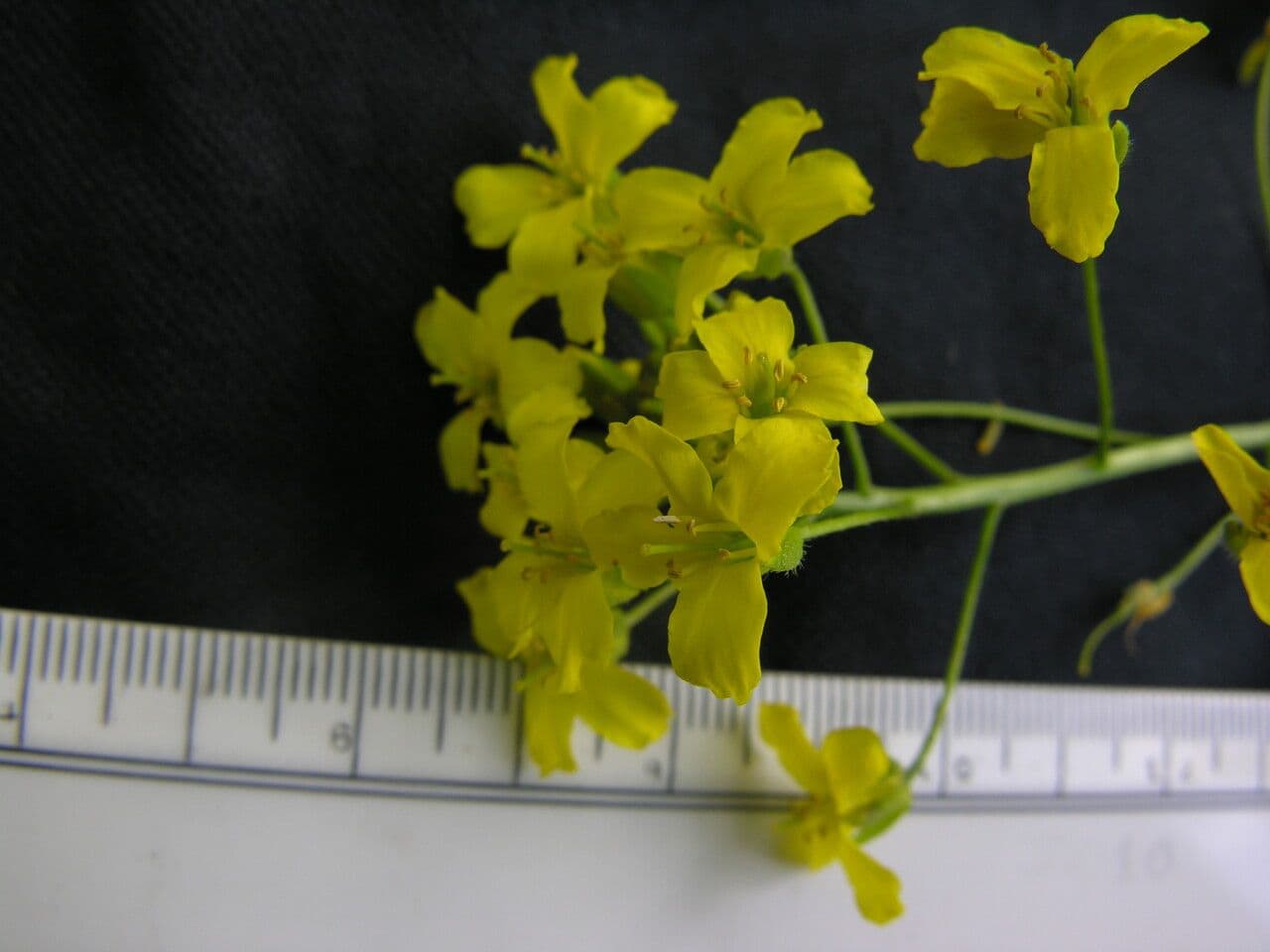 Draba