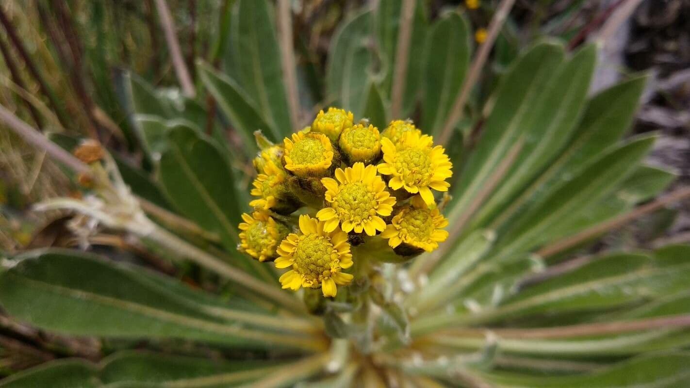 Espeletiopsis 3