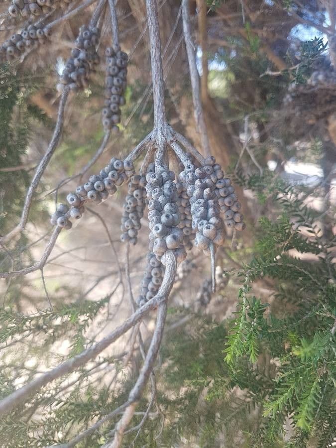 Melaleuca 3