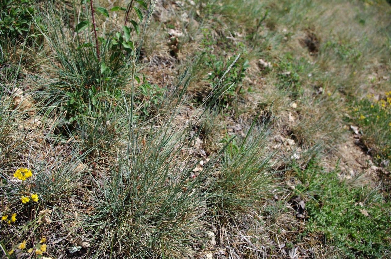 Festuca marginata 10