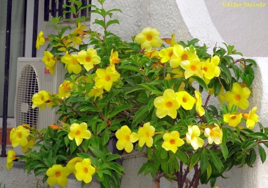 Allamanda 14
