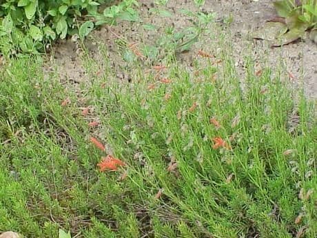 Penstemon 9