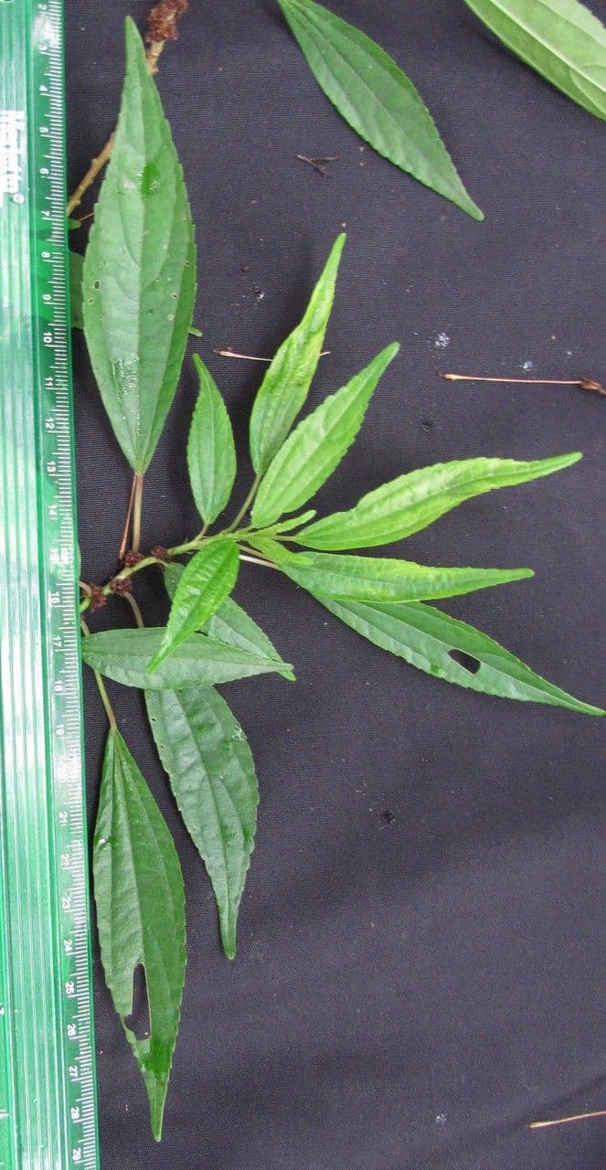 Phenax 7