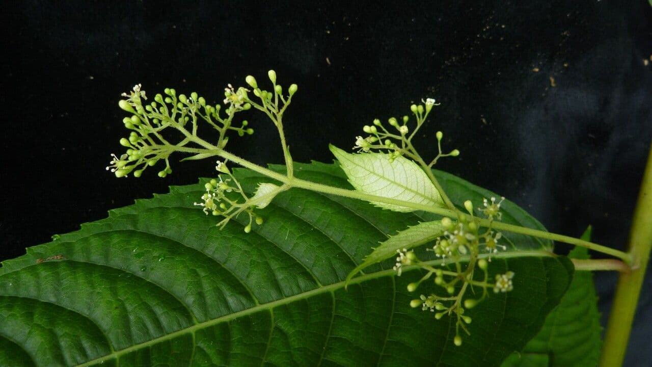 Dobinea