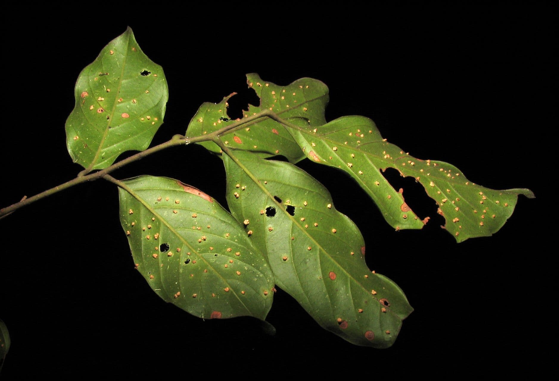 Trichilia 2