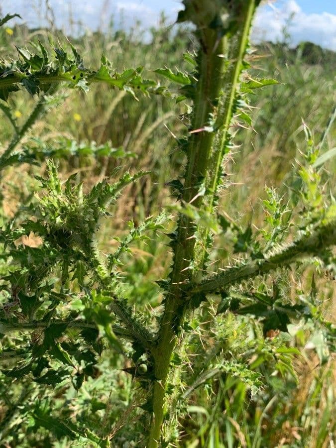 Weg-Distel 26