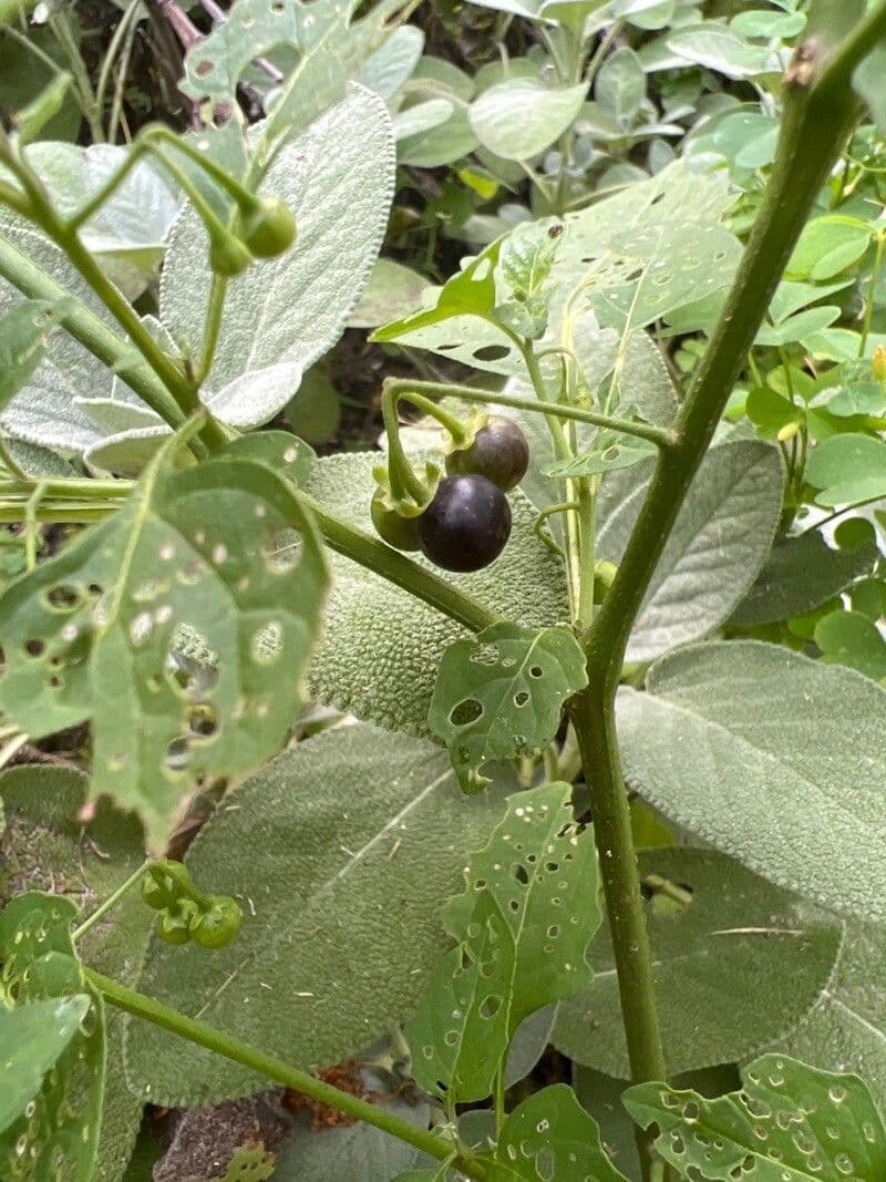 Solano 9