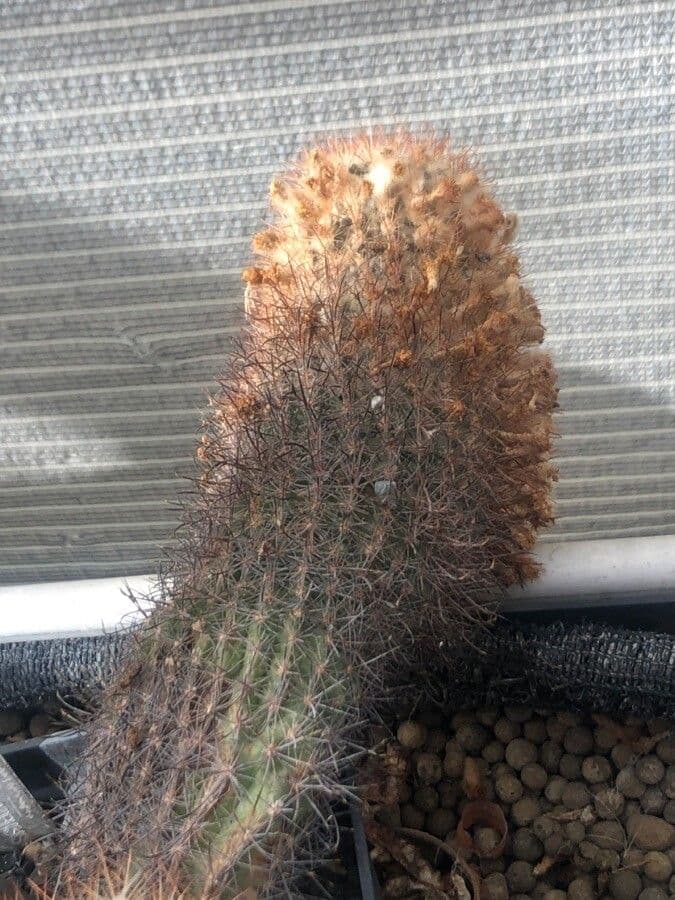 Parodia