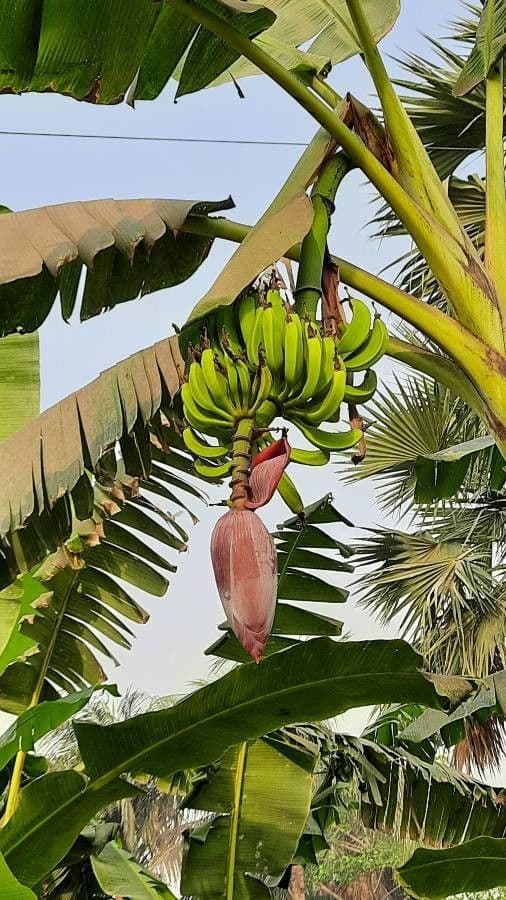 Plátano 2
