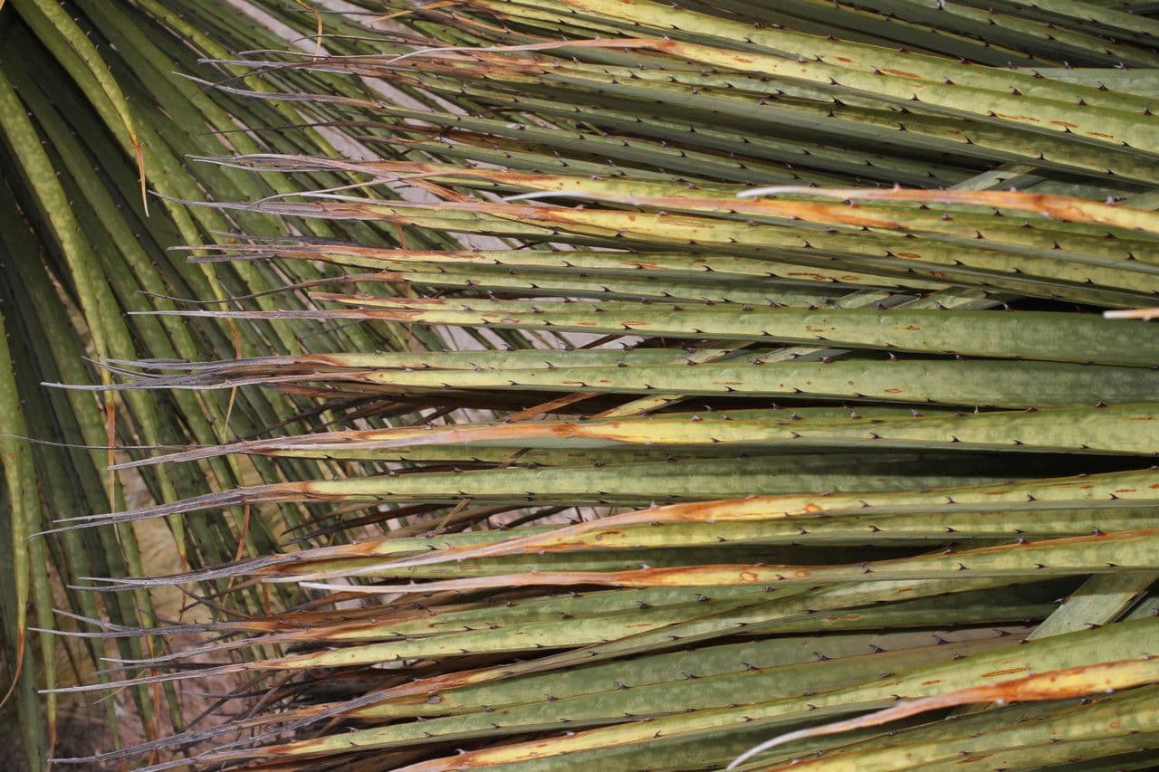 Puya raimondii 11