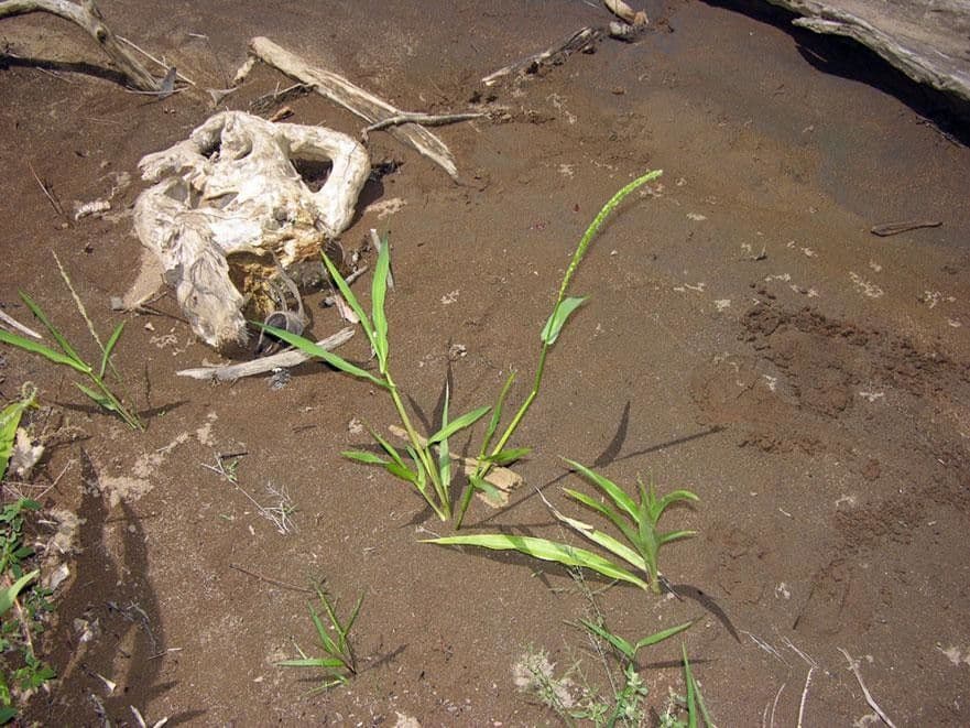 Hymenachne amplexicaulis 6