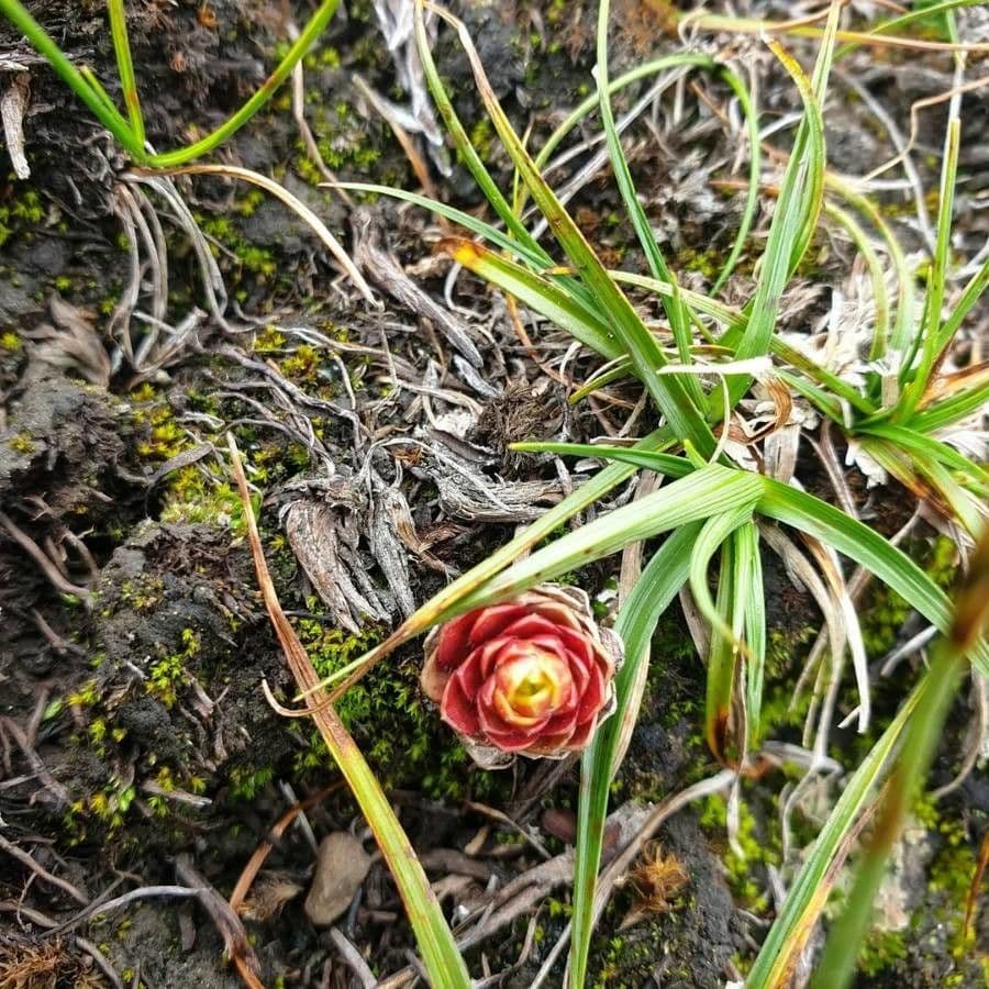 Etlingera 3