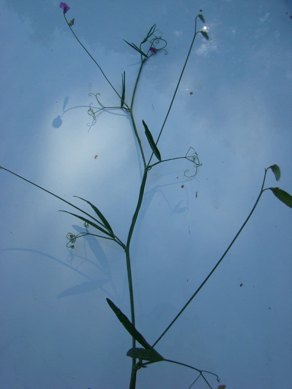 Cicerchia pelosa 28