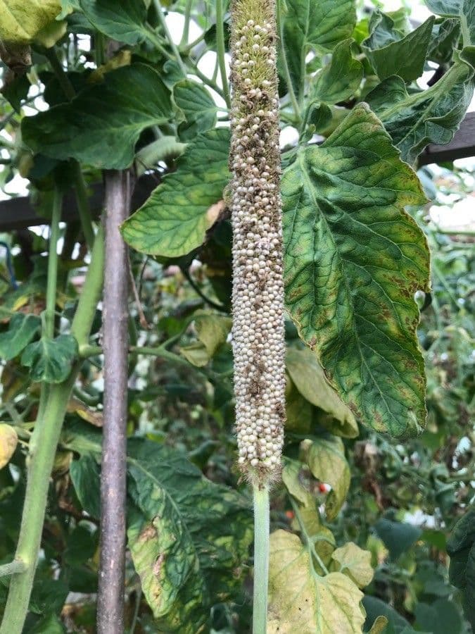 Perlhirse 5