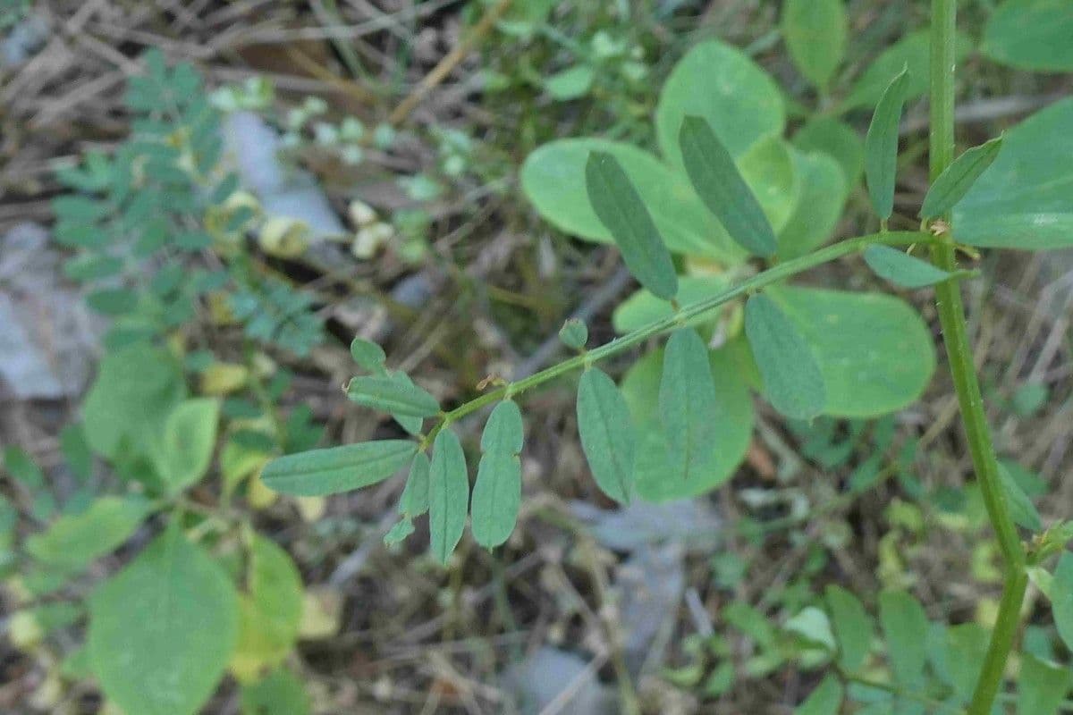 Falkenblume 13