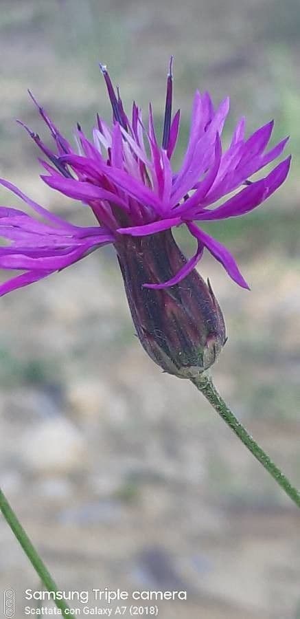 Crupina 9
