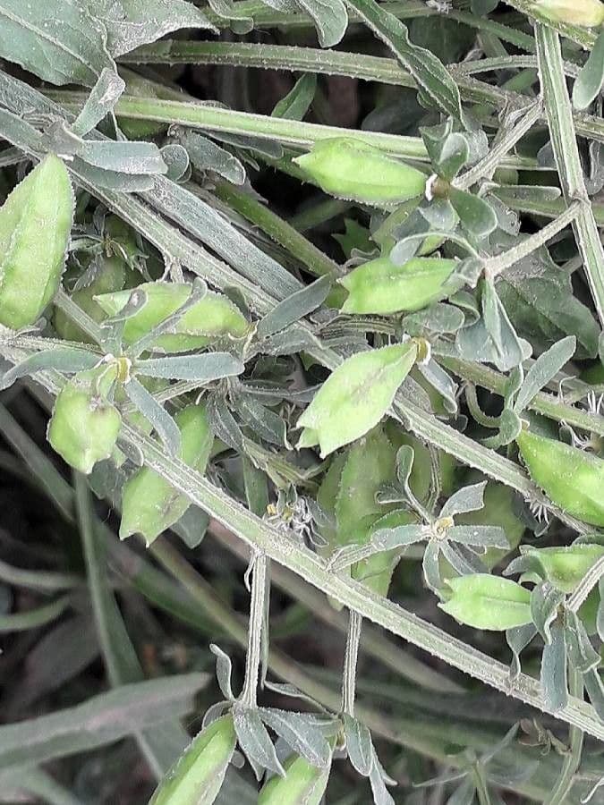 Reseda comune