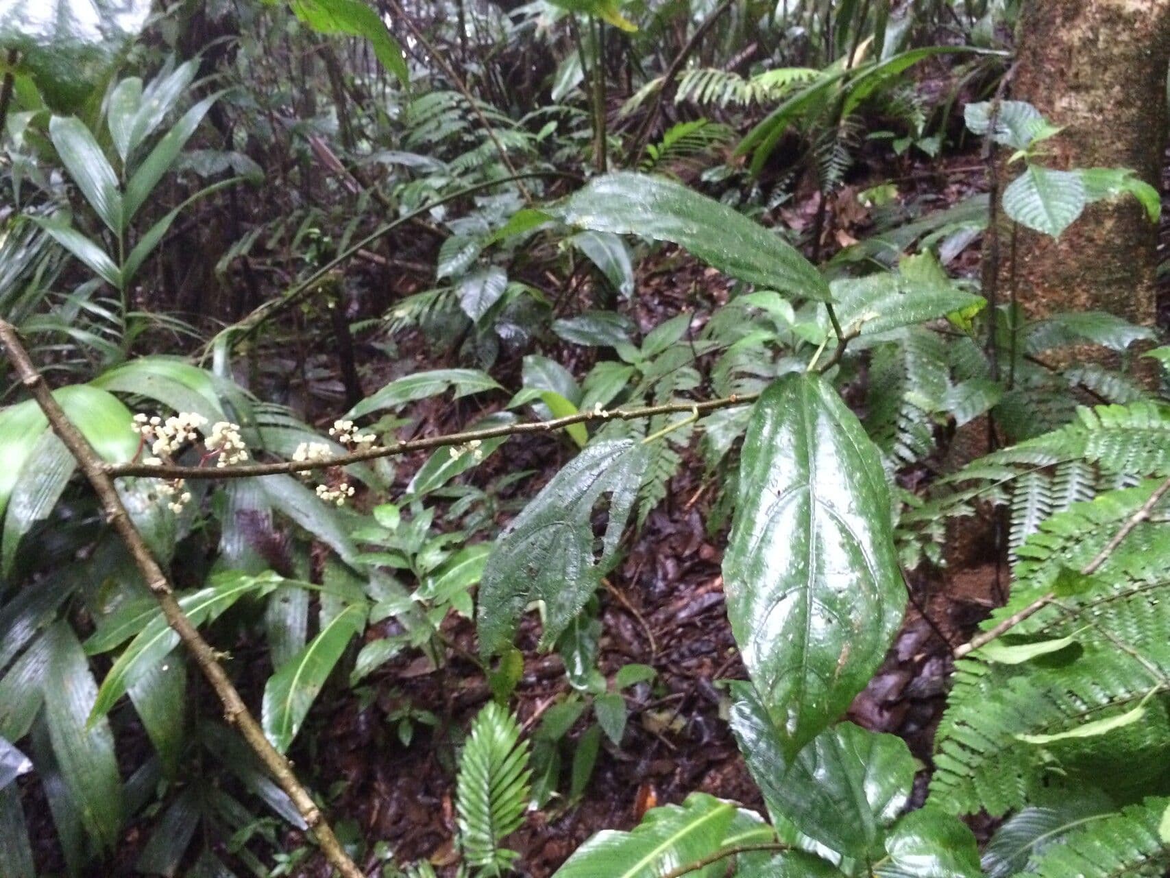Urera lianiforme 9