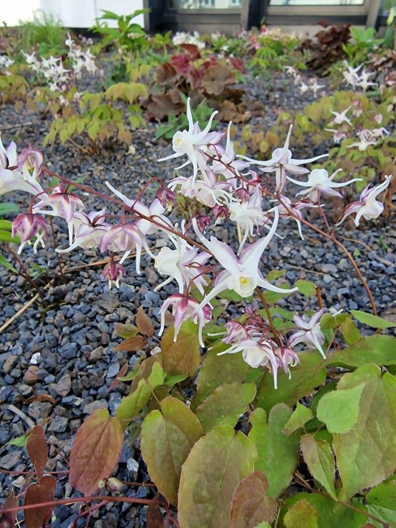 Großblütiges Elfenblümchen 4