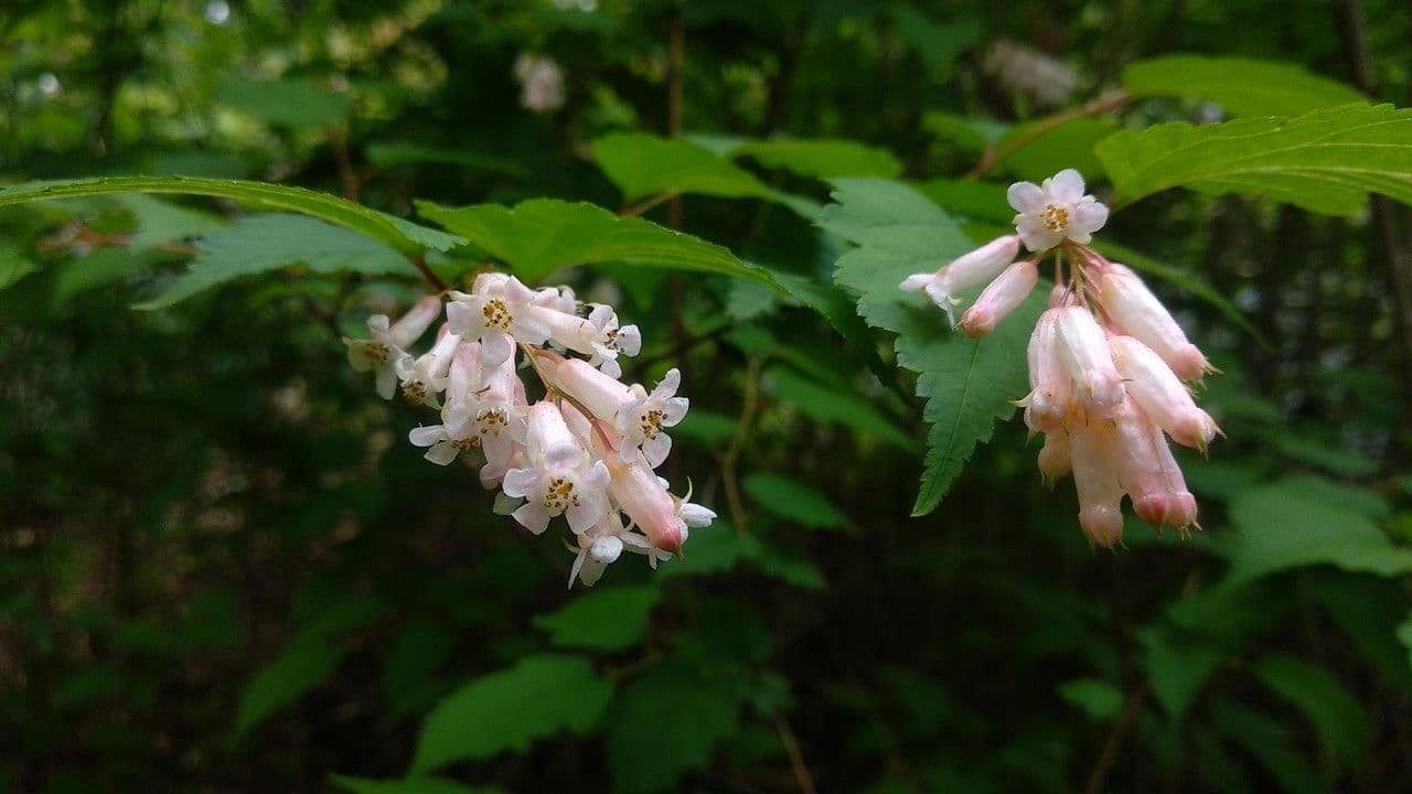 Neillia 2