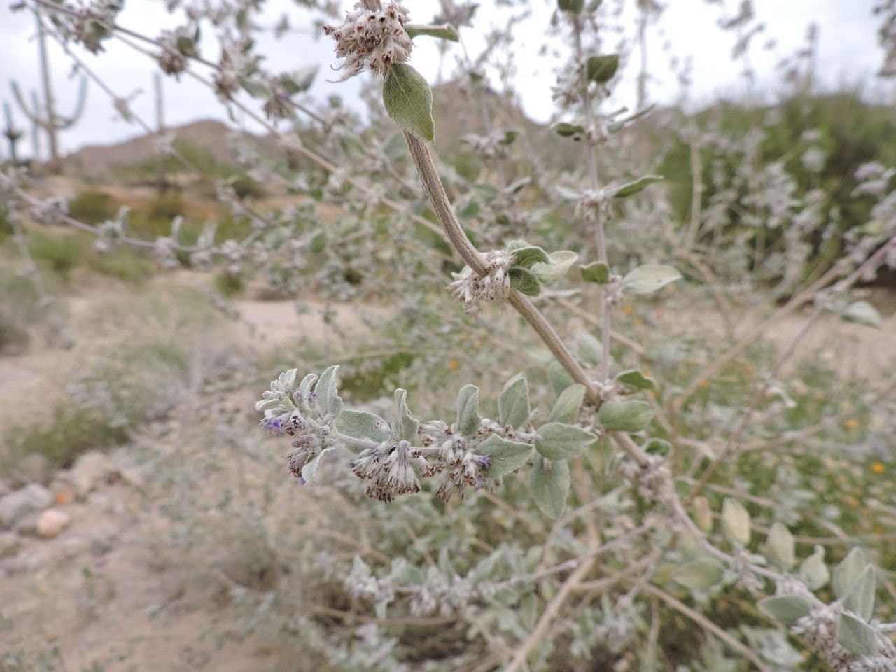 Lavanda del deserto