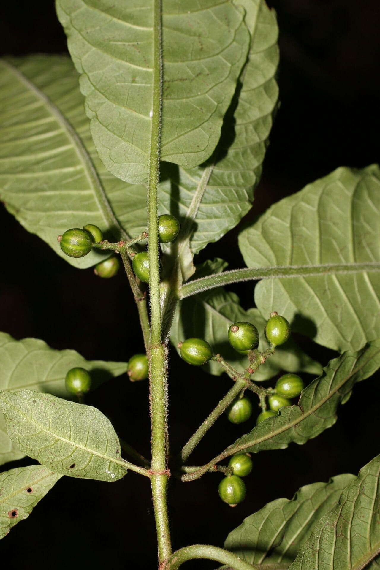 Psychotria 4