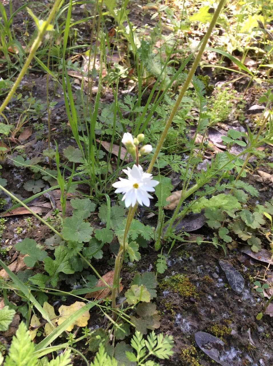 Lithophragma affine 7