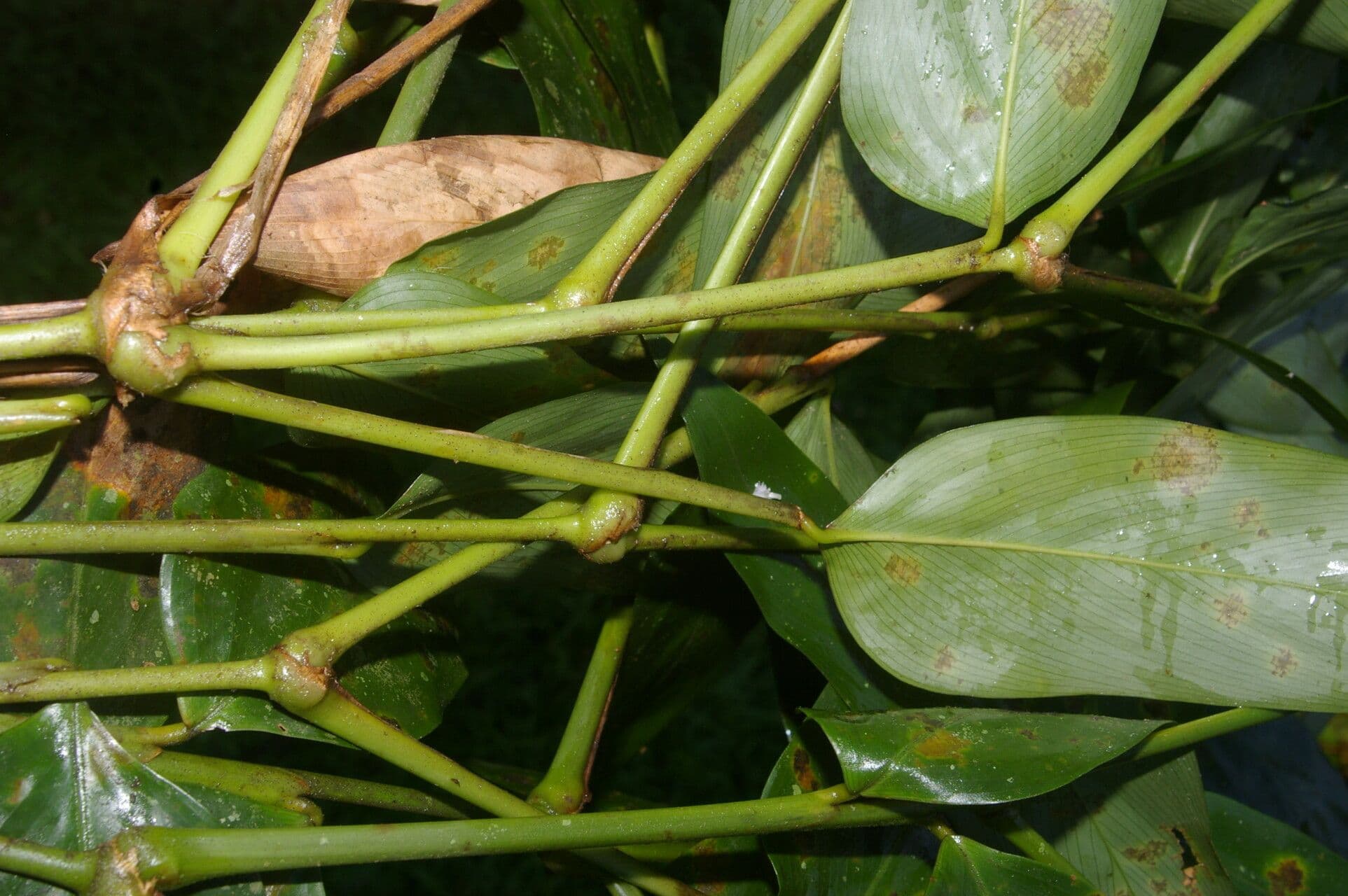 Stromanthe tonckat 5