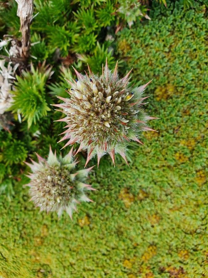 Acaena