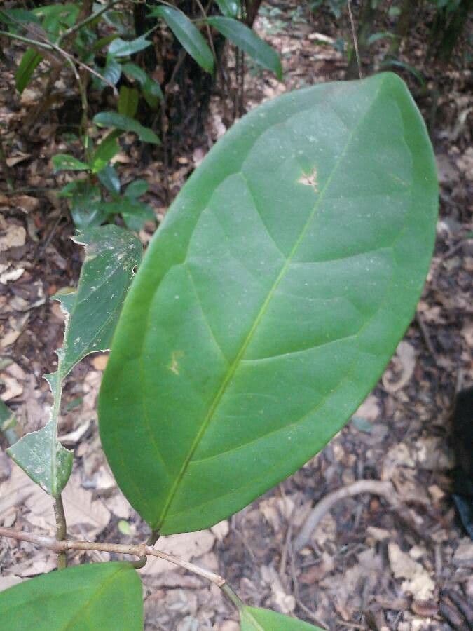 Eugenia 4