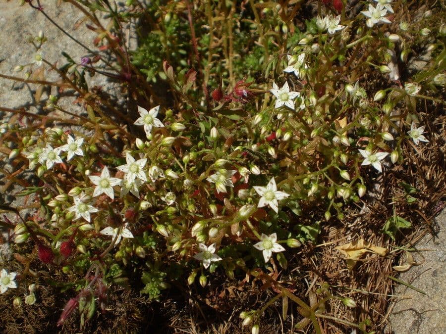 Sedum 7