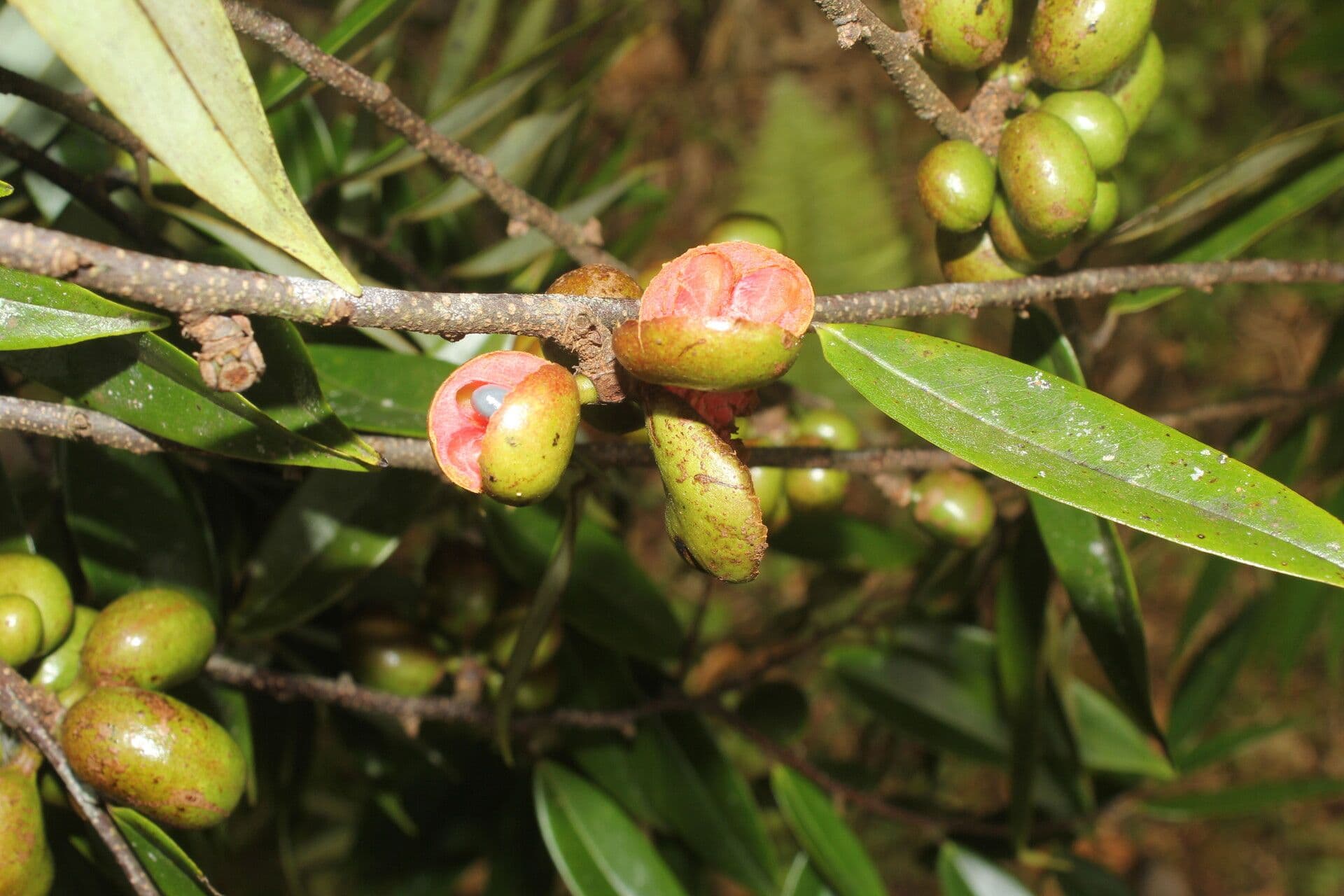 Xylopia 2