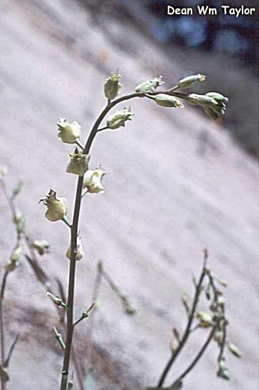 Streptanthus