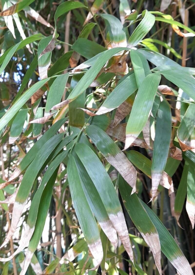 Guadua 2