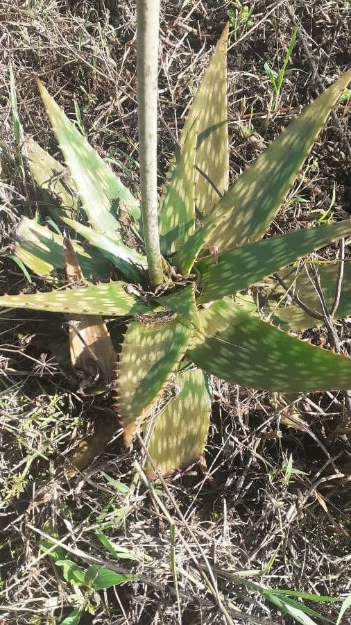 Aloe 4