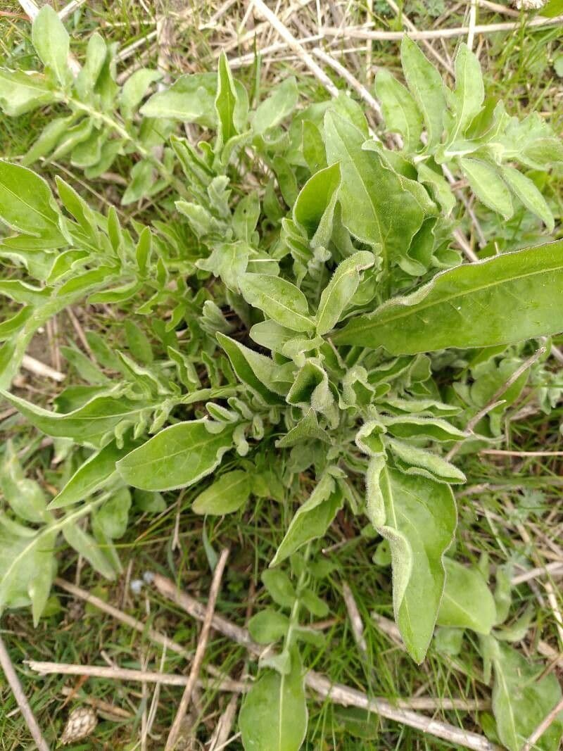 Centaurée tachetée 8