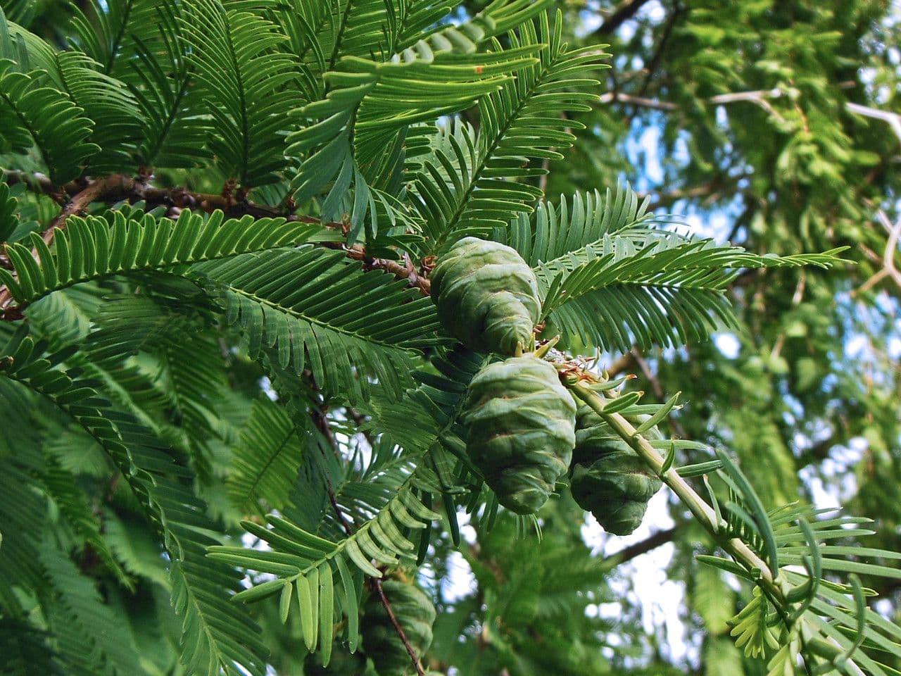 Sequoia della aurora 6