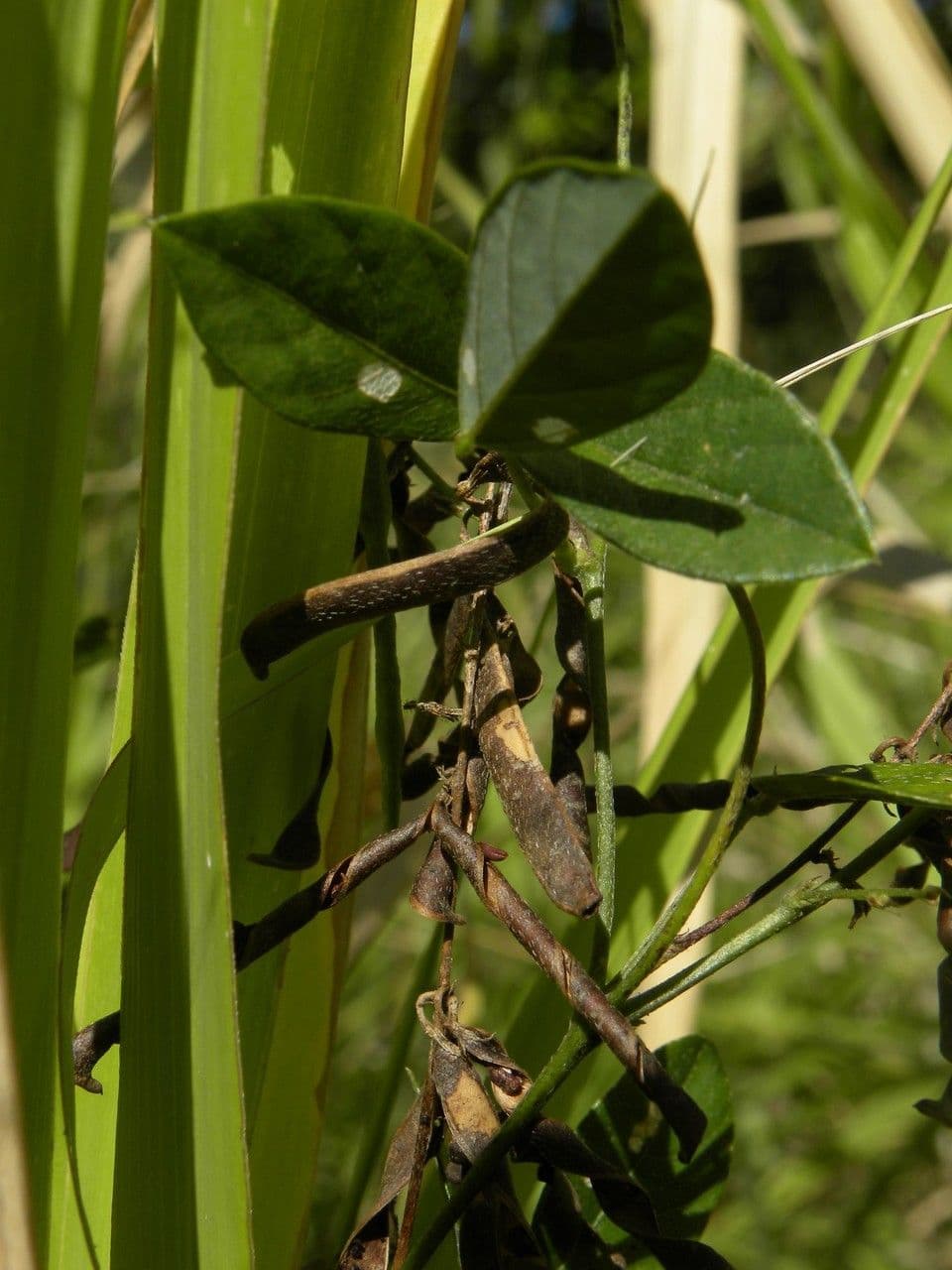 Galactia