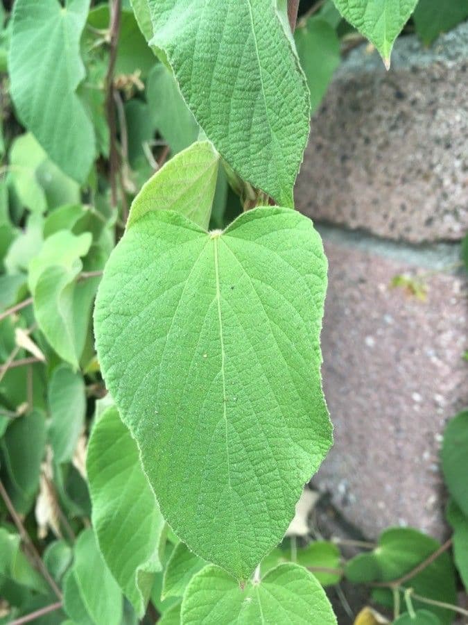 Dalechampia 6