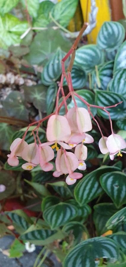 Fuchsie-Begonie