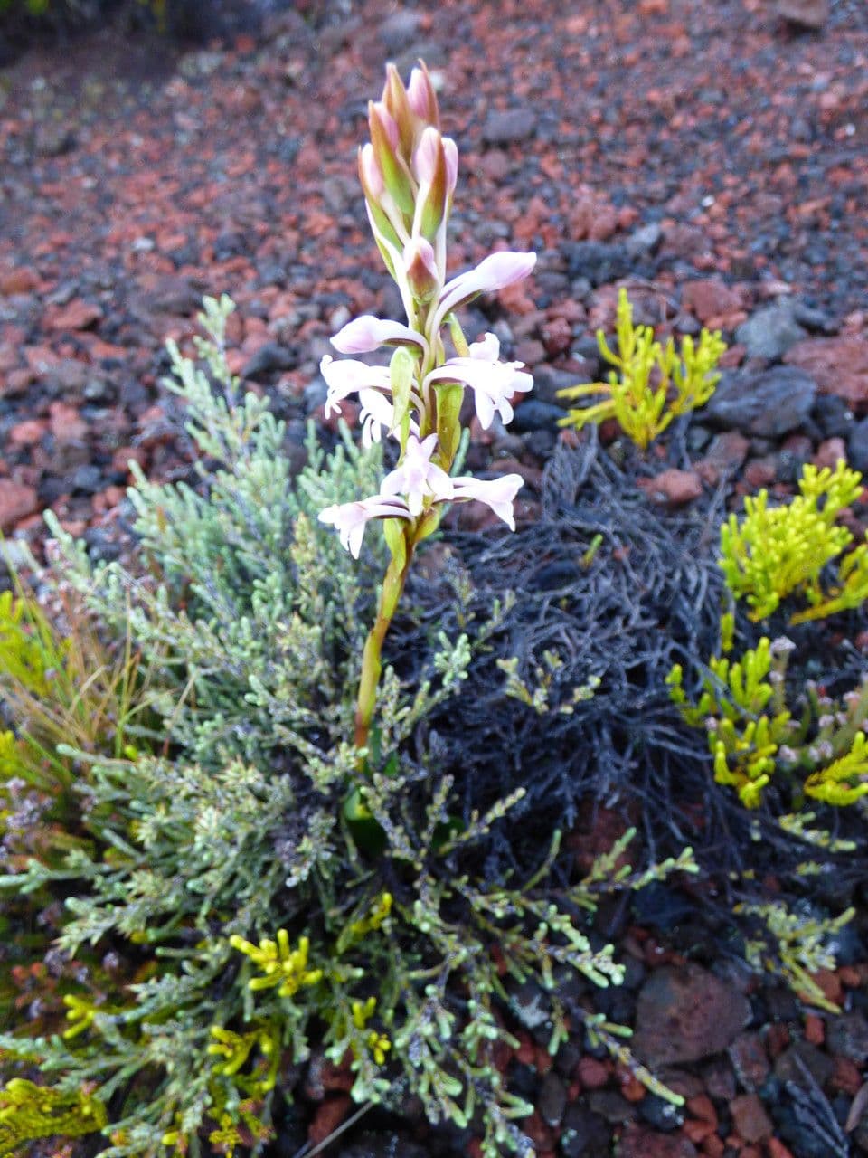Satyrium 8
