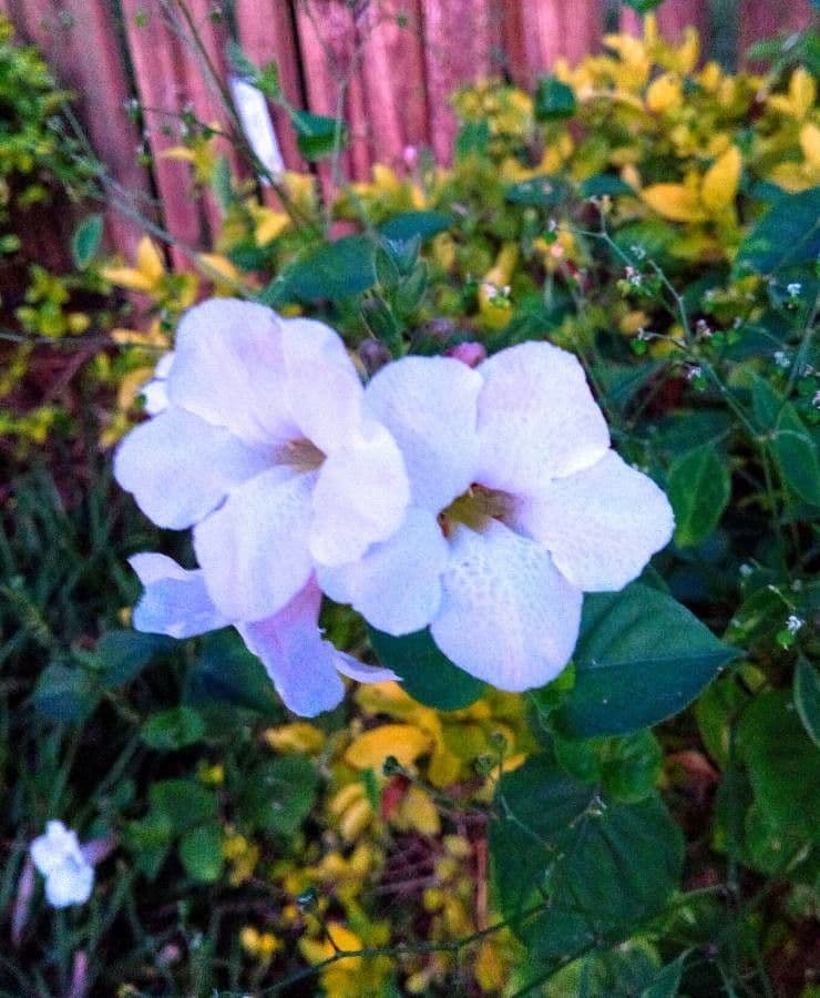 Thunbergia