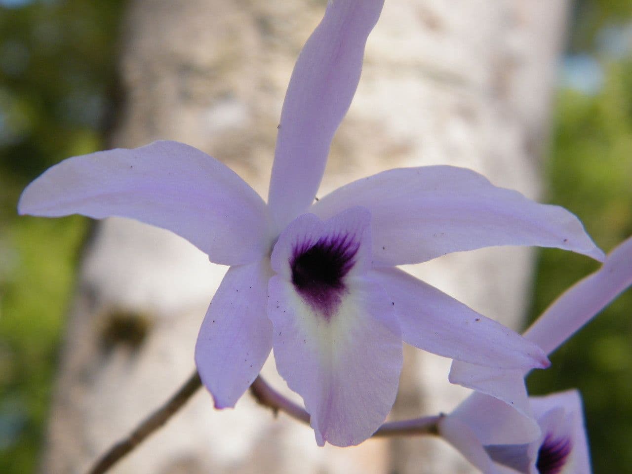 Orchidea 4